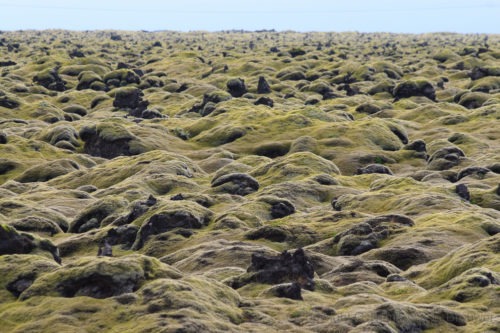 Zuidkust met lavavelden en de Svartifoss IJsland  zuidkust Zomer Waterval svartifoss Rondreis lavavelden lava IJsland Ijs Gletsjer Auto 