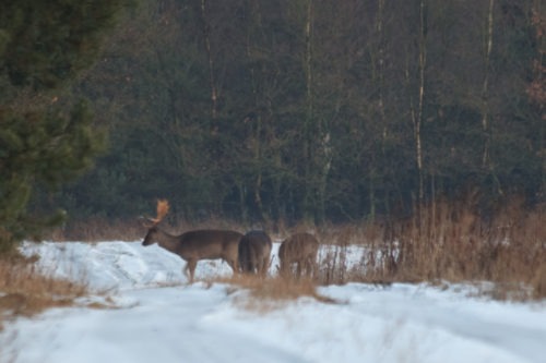 Damherten Veluwe  Winter Terlet Sneeuw Ecoduct Deelerwoud Deelen Damhert Arnhem A50 