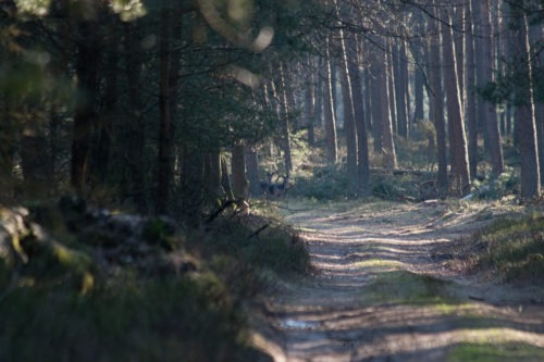 Drukke zonnige zondag in het bos, Deelerwoud Edelherten Veluwe  woeste hoeve Wandeling Veluwe Ree Natuur Lente Edelhert Deelerwoud Deelen Damhert Arnhem A50 