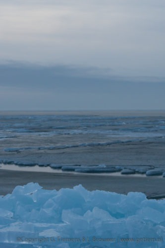 Kruiend ijs in het roze Winter  Zonsondergang Urk roze kruiend ijs Ijsselmeer Flevopolder dijk blauw ijs 