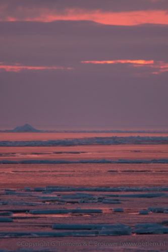 Kruiend ijs in het roze Winter  Zonsondergang Urk roze kruiend ijs Ijsselmeer Flevopolder dijk blauw ijs 