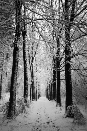 Sneeuw op de Wageningseberg Winter  Wageningseberg Sneeuw bos 