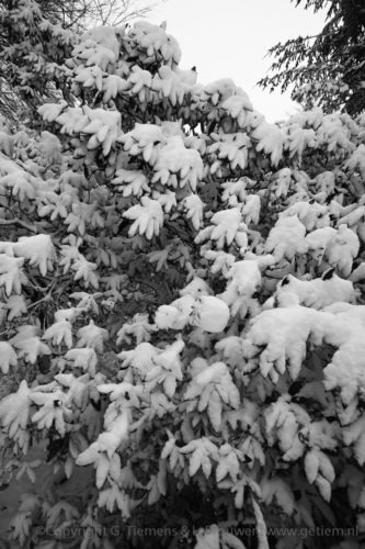 Sneeuw op de Wageningseberg Winter  Wageningseberg Sneeuw bos 