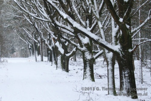 Deelerwoud in de winter 2012/2013 Veluwe  Winter 2012-2013 wild Sneeuw Deelerwoud 