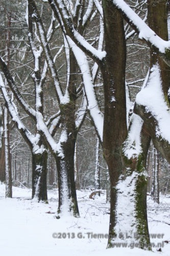 Deelerwoud in de winter 2012/2013 Veluwe  Winter 2012-2013 wild Sneeuw Deelerwoud 