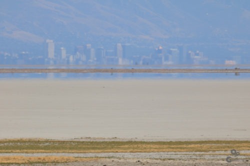 Bizons op Antelope Island bij Salt Lake City Utah  Verenigde staten Utah Salt Lake Coyote Bizons Antelope Island 