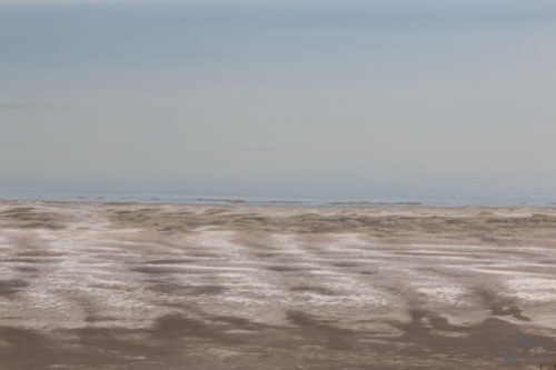 Bizons op Antelope Island bij Salt Lake City Utah  Verenigde staten Utah Salt Lake Coyote Bizons Antelope Island 