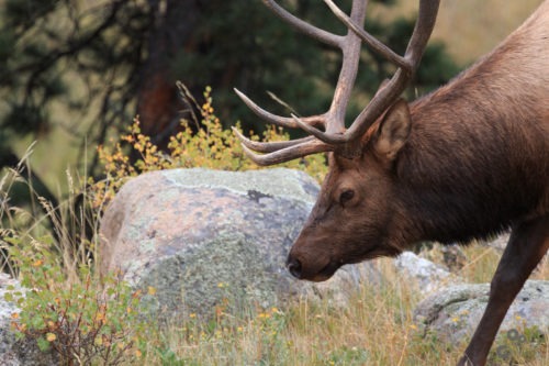 Rocky Mountain National Park, Colorado Colorado  Rocky Mountains National Park Elk Colorado 