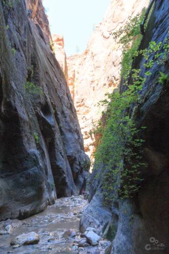 The Narrows, Zion Utah  Zion The narrows Rivier Canyon 